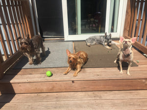 Four dogs sunning on porch