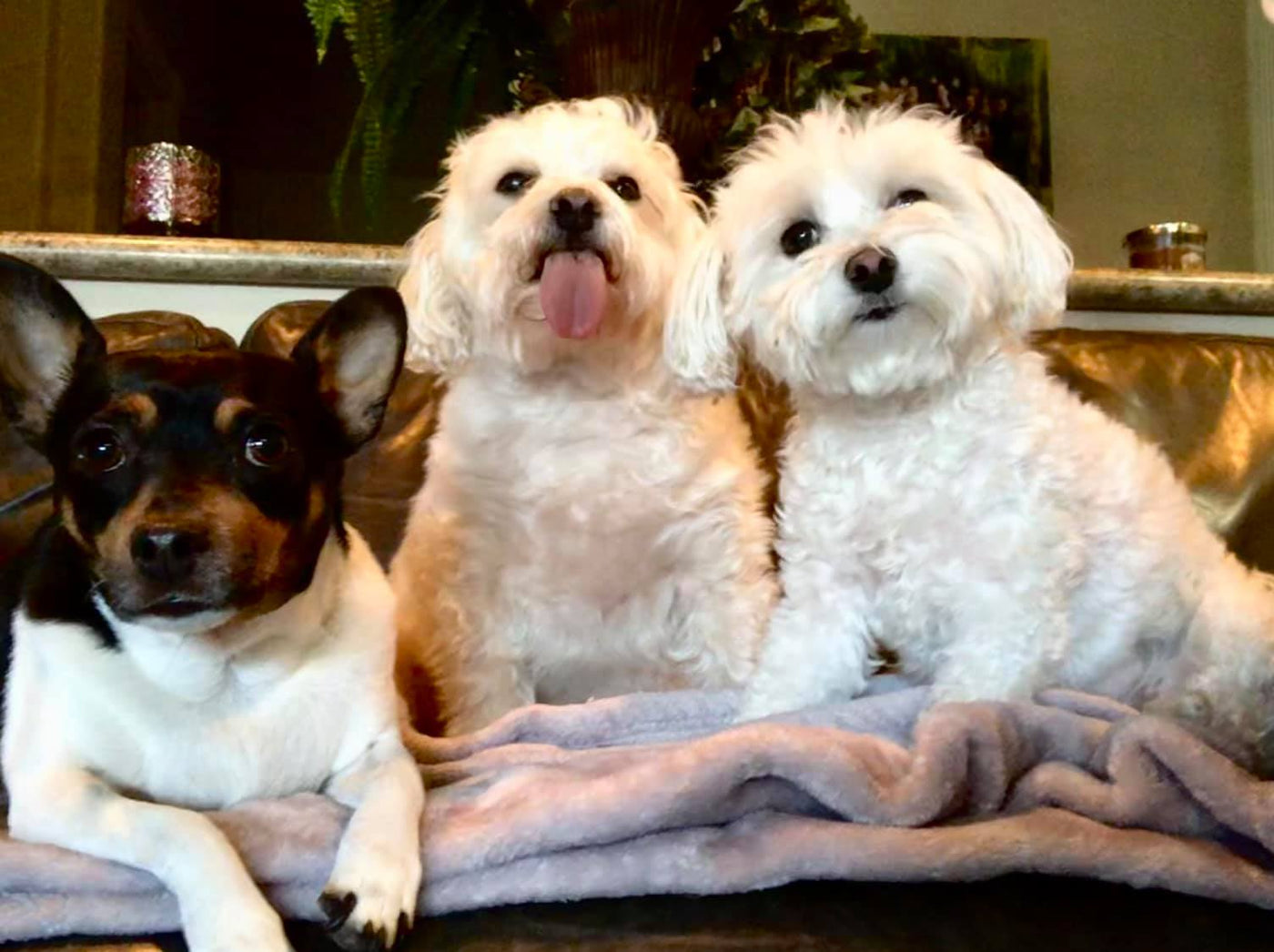Three dogs posing for photo. Emmytation